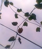 Ngôi sao của Mẹ