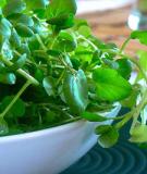 Bài thuốc chữa bệnh từ cải xoong