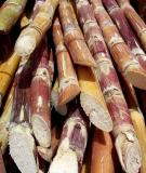 Bài thuốc chữa bệnh từ đường mía