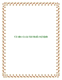 Cỏ sữa và các bài thuốc trị bệnh