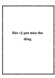 Bảo vệ gan vào mùa thu đông