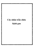 Cây nhân trần chữa bệnh gan