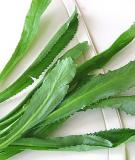 Ngò gai: Phương thuốc cổ truyền giúp ổn định đường huyết.