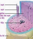 Tóc cũng cần một chế độ dinh dưỡng hợp lý