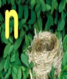 Cách phát âm phụ âm mũi /n/ 
