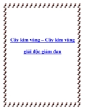 Cây kim vàng – Cây kim vàng giải độc giảm đau