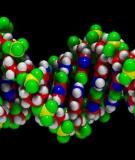 Các tính chất của DNA 