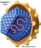 Tài liệu: Cấu trúc chuỗi xoắn kép DNA 