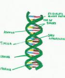 Di truyền gene lặn liên kết NST X 