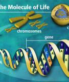 Bài giảng Điều hòa biểu hiện gene ở eukaryote 