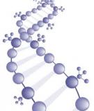 Phản ứng PCR