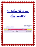 Sự biến đổi ở các đầu mARN 