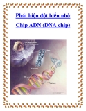 Phát hiện đột biến nhờ Chip ADN (DNA chip)