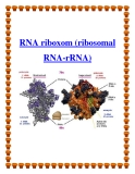 RNA riboxom (ribosomal RNA-rRNA)