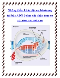 Những điểm khác biệt cơ bản trong tái bản ADN ở sinh vật nhân thực so với sinh vật nhân sơ