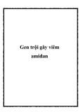 Gen trội gây viêm amiđan