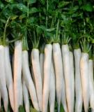 Bài thuốc chữa bệnh ho từ củ cải