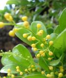 Bài thuốc chữa bệnh từ cây ngâu