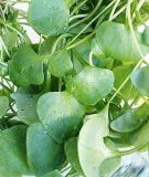 Rau sam dùng làm thuốc