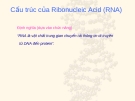 Cấu trúc của Ribonucleic Acid (RNA)