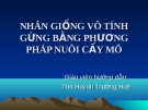 Nhân giống vô tính gừng bằng phương pháp nuôi cấy mô