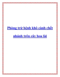 Phòng trừ bệnh khô cành chết nhánh trên cây hoa lài