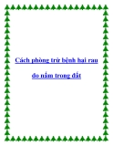 Cách phòng trừ bệnh hại rau do nấm trong đất