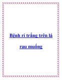 Bệnh rỉ trắng trên lá rau muống