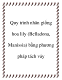 Quy trình nhân giống hoa lily (Belladona, Manissia) bằng phương pháp tách vảy