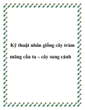 Kỹ thuật nhân giống cây tràm mãng cầu ta – cây sung cảnh-  cây trám