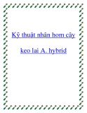 Kỹ thuật nhân hom cây keo lai A. hybrid