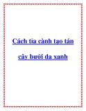 Cách tỉa cành tạo tán cây bưởi da xanh