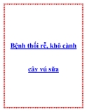 Bệnh thối rễ, khô cànhcây vú sữa