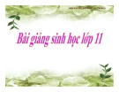 Bài giảng Sinh học 11 bài 30: Truyền tin qua Xináp