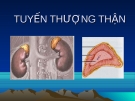 Bài giảng sinh lý: Tuyến thượng thận