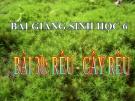 Bài giảng Sinh học 6 bài 38: Rêu và cây rêu