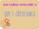 Bài giảng Sinh học 6 bài 39: Quyết và cây dương xỉ