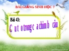 Bài giảng Sinh học 7 bài 43: Cấu tạo trong của chim bồ câu