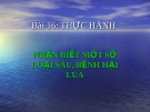 Bài giảng Công nghệ 10 bài 16: Thực hành - Nhận biết một số loại sâu bệnh hại cây lúa