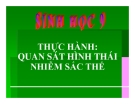 Bài giảng Sinh học 9 bài 14: Thực hành Quan sát hình thái nhiễm sắc thể