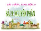 Bài giảng Sinh học 9 bài 9:  Nguyên phân