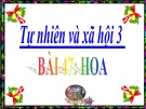 Bài 47: Hoa - Bài giảng điện tử Tự nhiên xã hội 3 - L.K.Chi