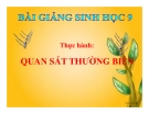 Bài giảng Sinh học 9 bài 27: Thực hành quan sát thường biến