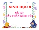 Bài giảng Sinh học 8 bài 45: Dây thần kinh tủy