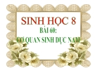 Bài giảng Sinh học 8 bài 60: Cơ quan sinh dục nam