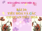 Bài giảng Sinh học 8 bài 24: Tiêu hóa và các cơ quan tiêu hóa