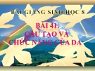 Bài giảng Sinh học 8 bài 41: Cấu tạo và chức năng của da