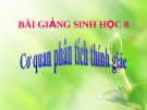 Bài giảng Sinh học 8 bài 51: Cơ quan phân tích thính giác