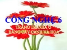 Bài giảng Công nghệ 6 bài 12: Trang trí nhà ở bằng cây cảnh và hoa