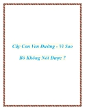 Cây Con Ven Đường - Vì Sao Bò Không Nói Được ?